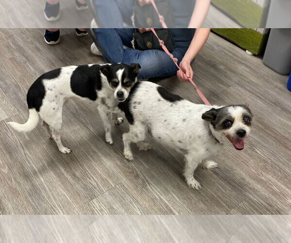 Medium Photo #7 Ratshi Terrier Puppy For Sale in Minneapolis, MN, USA