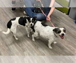 Small #6 Ratshi Terrier