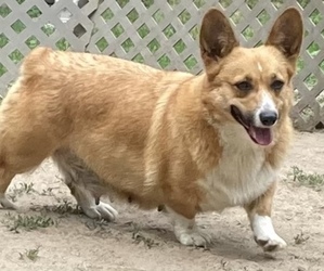 Mother of the Pembroke Welsh Corgi puppies born on 05/06/2022
