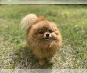 Pomeranian Puppy for sale in CASTLE HAYNE, NC, USA