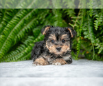 Puppy Jana YorkiePoo