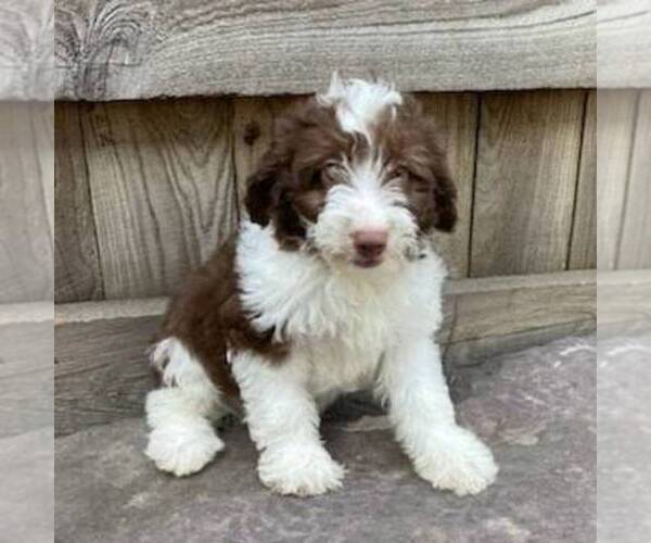 Medium Photo #1 Aussiedoodle Miniature  Puppy For Sale in DRY RUN, PA, USA