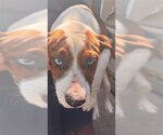 A663767 - Male Basset Hound Dog for Adoption - Small photo