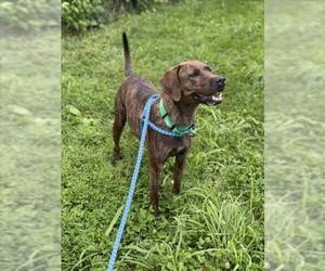 Plott Hound Dogs for adoption in Derwood, MD, USA