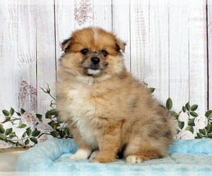 Pomeranian Puppy for sale in PENNS CREEK, PA, USA