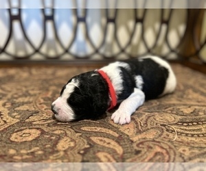 Bernedoodle-Poodle (Standard) Mix Puppy for Sale in DANVILLE, Kentucky USA