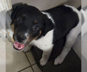 Labrador Retriever-Unknown Mix Dogs for adoption in San Antonio, TX, USA