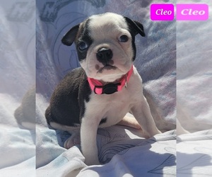 Boston Terrier Puppy for sale in POMEROY, OH, USA