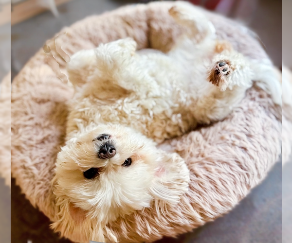 Medium Photo #1 Maltese Puppy For Sale in springfield, VA, USA