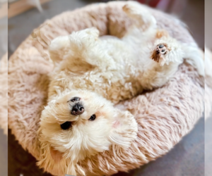 Maltese Dogs for adoption in springfield, VA, USA