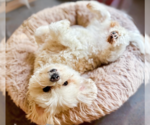 Star - Female Maltese Dog for Adoption - Small photo