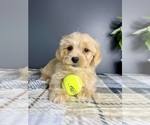 Small #4 Maltipoo