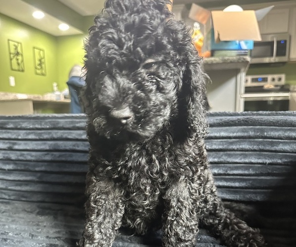 Medium Photo #1 Goldendoodle (Miniature) Puppy For Sale in CHAMPAIGN, IL, USA