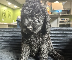 Medium Goldendoodle (Miniature)