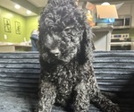 Puppy Pepper Goldendoodle (Miniature)