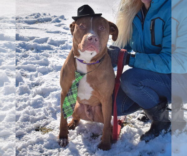 Medium Photo #5 American Staffordshire Terrier-Boxer Mix Puppy For Sale in Huntley, IL, USA