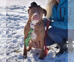 Small #4 American Staffordshire Terrier-Boxer Mix