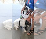 Small American Pit Bull Terrier Mix