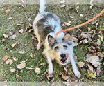 Small Parson Russell Terrier Mix