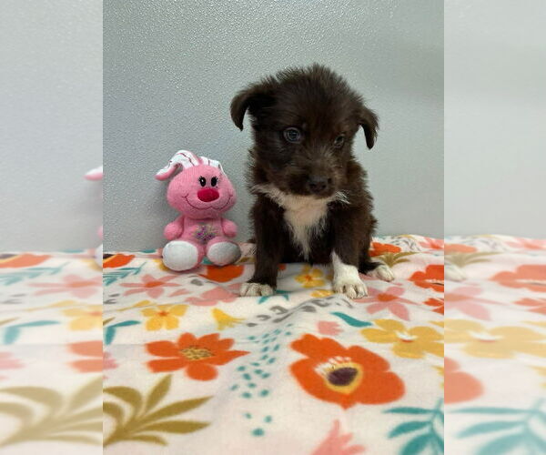 Medium Photo #3 Siberian Husky-Unknown Mix Puppy For Sale in Osgood, IN, USA