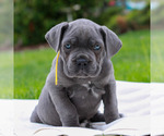 Small #2 Cane Corso