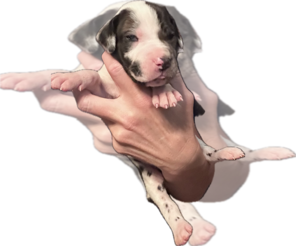 Medium Photo #2 Great Dane Puppy For Sale in WILLIS, TX, USA