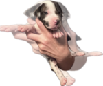 Small #1 Great Dane