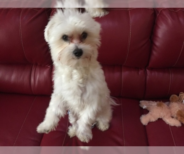 Medium Photo #8 Maltese Puppy For Sale in BRKN ARW, OK, USA