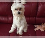 Small Photo #8 Maltese Puppy For Sale in BRKN ARW, OK, USA