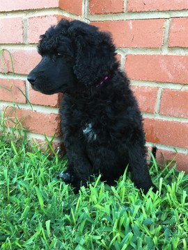 Medium Photo #1 Poodle (Standard) Puppy For Sale in WICHITA FALLS, TX, USA