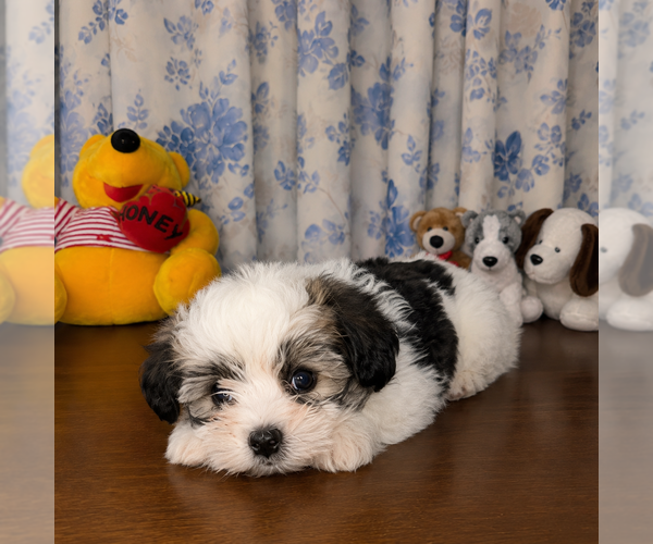 Medium Photo #36 Morkie Puppy For Sale in DURHAM, CT, USA