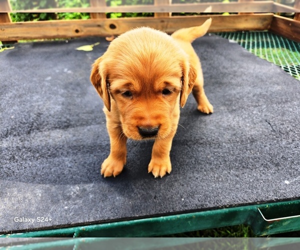 Medium Photo #2 Golden Retriever Puppy For Sale in LEON, KS, USA