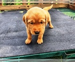 Small #1 Golden Retriever
