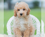 Puppy Misocute f1 Maltipoo (Miniature)