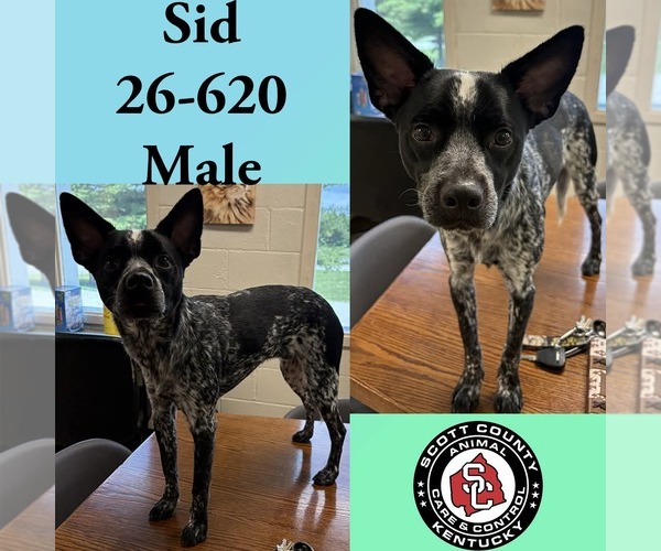 Medium Photo #1 Chihuahua-Unknown Mix Puppy For Sale in Georgetown, KY, USA