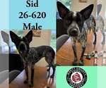 Small Chihuahua Mix