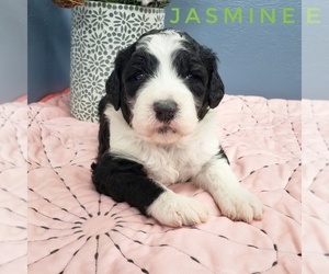 Sheepadoodle Puppy for sale in CEDAR GAP, MO, USA