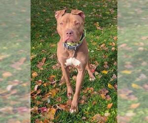Mutt Dogs for adoption in Akron, OH, USA