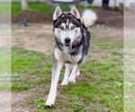 Small #2 Siberian Husky