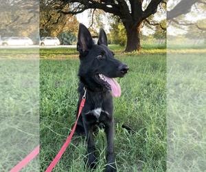German Shepherd Dog Puppy for Sale in WACO, Texas USA