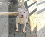 Small #1 American Bulldog Mix