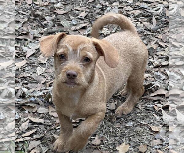 Medium Photo #2 Dachshund-Unknown Mix Puppy For Sale in Yardley, PA, USA