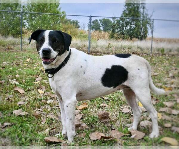 Medium Photo #1 Jack Russell Terrier-Unknown Mix Puppy For Sale in DuQuoin, IL, USA