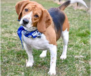 Cooper - Male Beagle Dog for Adoption - Photo #5