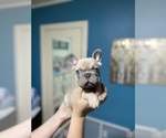 Puppy 0 French Bulldog