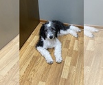 Small Photo #7 Sheepadoodle Puppy For Sale in WA KEENEY, KS, USA