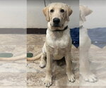 Riggs - Male Labrador Retriever-Unknown Mix Dog for Adoption - Small photo