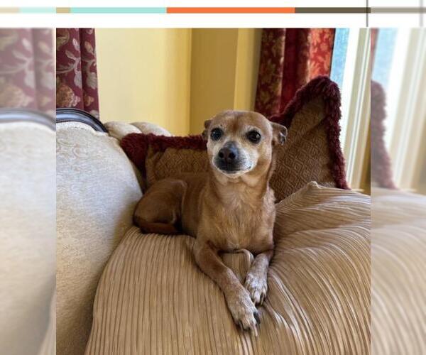 Medium Photo #3 Miniature Pinscher Puppy For Sale in Plantation, FL, USA