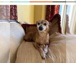 Small #2 Miniature Pinscher