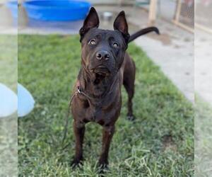 Mutt Dogs for adoption in Modesto, CA, USA